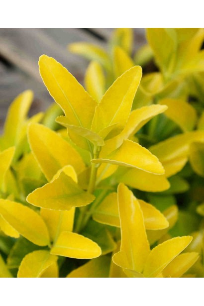 Бруслина Ел Дорадо